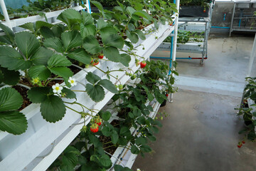 Interior of a modern greenhouse with vertical strawberry planters showing green foliage, white blossoms, and red berries.
