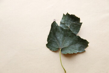 Autumn background. Falling Autumn Leaf.