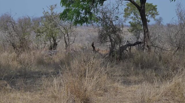 Impalas auch Schwarzfersenantilope oder Schwarznasenimpala genannt, im Busch vom Kr&uuml;ger National Park S&uuml;dafrika