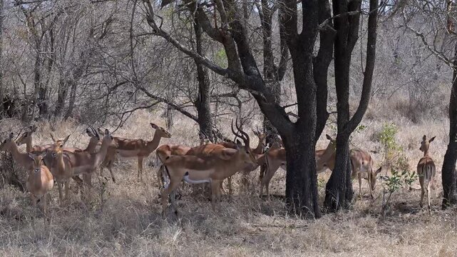 Impalas auch Schwarzfersenantilope oder Schwarznasenimpala genannt, im Busch vom Kr&uuml;ger National Park S&uuml;dafrika