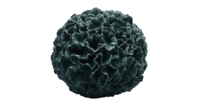 A single broccoli crown, dark green florets tightly packed, trimmed stem, symmetrical shape, perfectly placed on a white background png