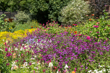 Colorful summer wildflower meadow with vibrant blooms in pink, purple, yellow and white, natural garden landscape symbol of biodiversity and ornamental gardening design