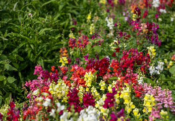 Blooming snapdragon flowers (Antirrhinum majus) in vivid red, yellow, pink and white shades, ornamental bedding plants for summer gardens, landscaping and floral decoration