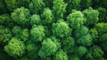 Aerial drone view of a lush, vibrant green forest canopy. The dense foliage creates a rich, textured natural pattern, symbolizing nature and environmental health