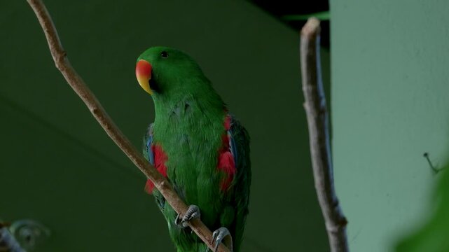 Green male eclectus parrot walking down branch