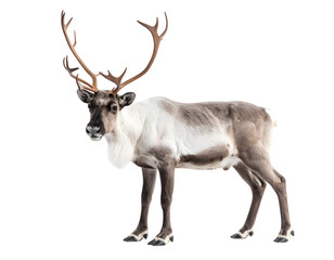 Obraz premium A majestic reindeer stands gracefully with impressive antlers against a clean white background, showcasing its beauty.