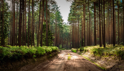 Fototapeta premium A Nearly Overgrown Dirt Road In A Pine Forest