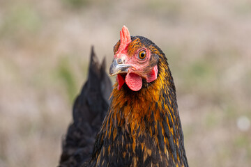 Close-up detail of a rooster's face