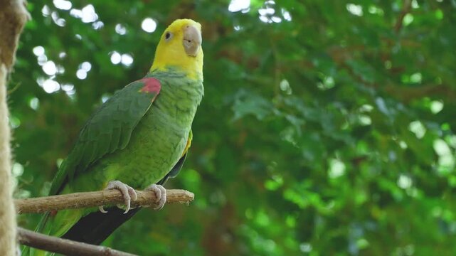 Yellow-headed amazon parrot perching on branch
