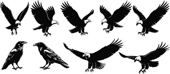 Bird silhouettes vector collection, raptors and crows illustration set, flying eagle hawk raven artwork, black white wildlife design background