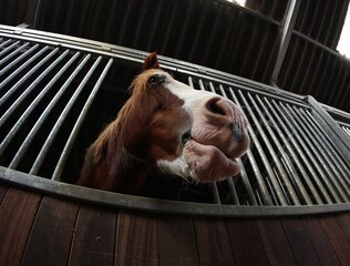 le cheval
