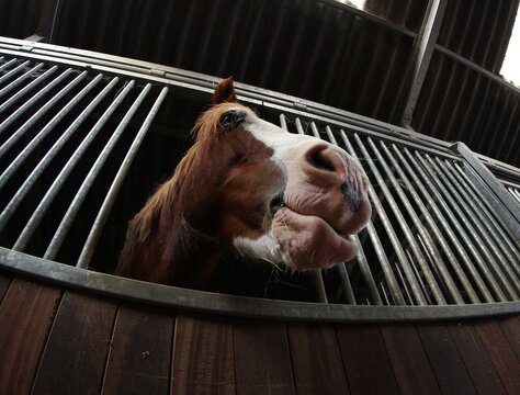 le cheval