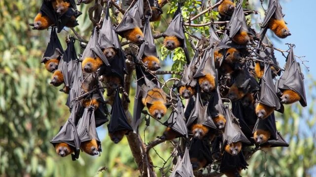 Large group of fruit bats hanging upside down on tree branches in daylight, wildlife nature scene symbolizing biodiversity, nocturnal animals, rainforest ecosystem and tropical forest conservation
