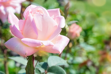 Closeup of a Pink Rose in a Garden