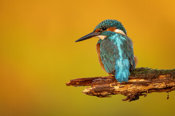 Common kingfisher (Alcedo atthis) perched on a branch against a blurred orange background, detailed close-up wildlife photo with vibrant blue and orange plumage.