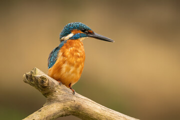 Common kingfisher (Alcedo atthis) perched on a branch against a blurred orange background, detailed close-up wildlife photo with vibrant blue and orange plumage.