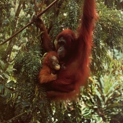 Naklejka premium Orangutan mother and baby