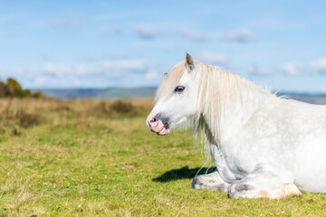 Fototapeta premium white horse on the meadow