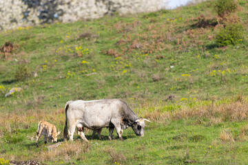 Cows on pasture in spring landscape, Slovakia