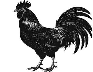 Silhouetted rooster in profile