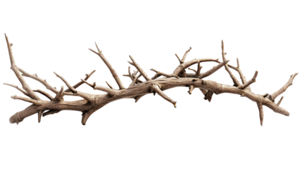 Crown of thorns isolated on white background, realistic dry twigs and sharp thorns, religious symbol, ancient handmade object, detailed texture, natural lighting, Christianity theme png