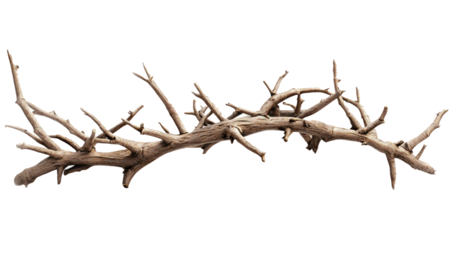 Crown of thorns isolated on white background, realistic dry twigs and sharp thorns, religious symbol, ancient handmade object, detailed texture, natural lighting, Christianity theme png