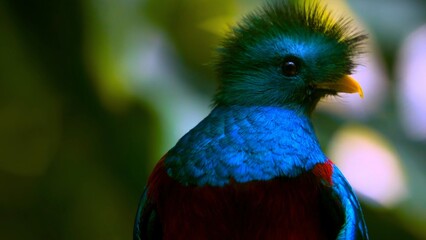 close up of a blue bird