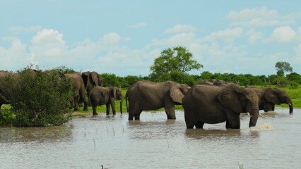 elephants in the water