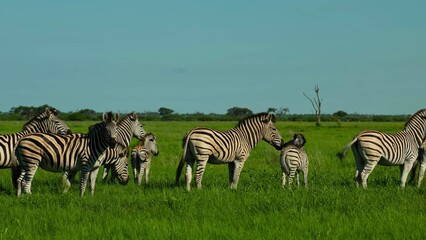 zebras in the savannah