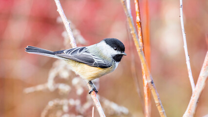 Banded black-capped chickadee, Poecile Atricapillus © JossK