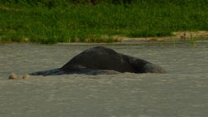 Obraz premium sea lion on the rock