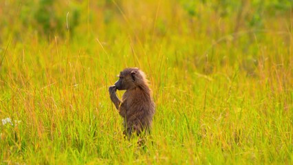 wild boar in the grass