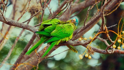 blue and yellow macaw