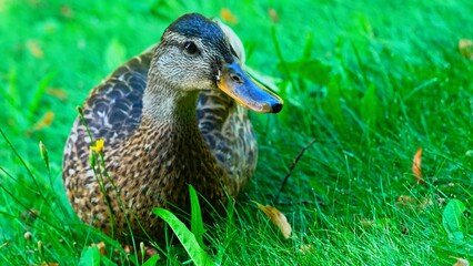 female mallard duck