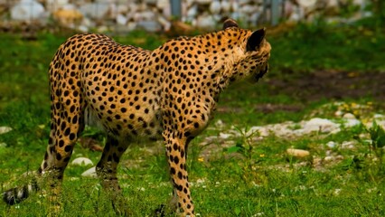 leopard in the tree