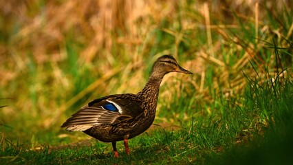 duck in the grass