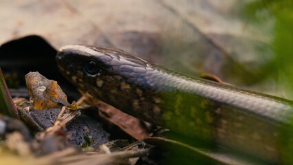 lizard in the grass
