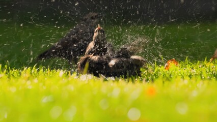 wild animals in the grass