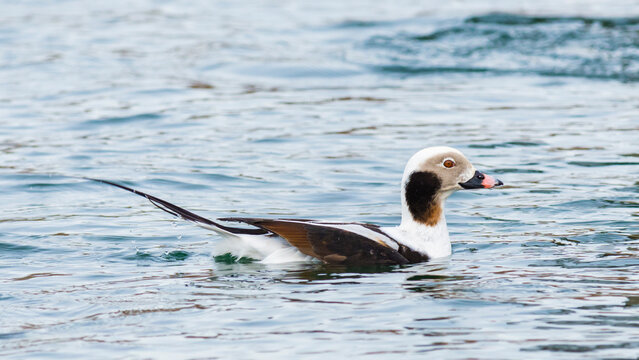 Nonbreeding male long-tailed duck, Clangula Hyemalis