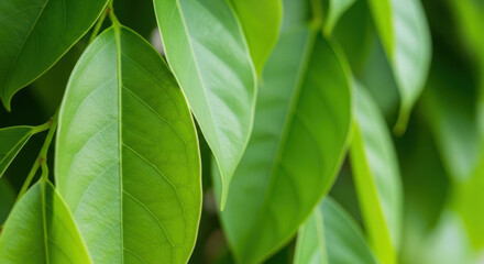 Close-up of Lush Green Leaves in Natural Sunlight.