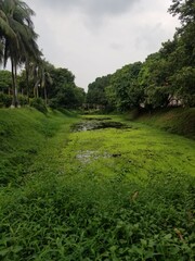  Lush Green Canal