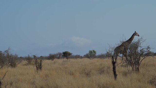 Afrikanische Tiere Giraffe im Busch vom Kr&uuml;ger National Park - Kruger Nationalpark S&uuml;dafrika