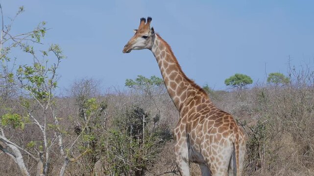 Afrikanische Tiere Giraffe im Busch vom Kr&uuml;ger National Park - Kruger Nationalpark S&uuml;dafrika