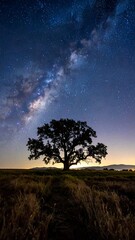 Silhouetted tree under a starry night sky