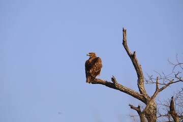 Raptor perched on tree in Kruger National Park, South Africa wildlife safari.