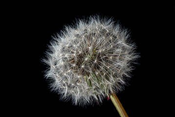 Single dandelion seed head on black background
Macro photograph of a single dandelion seed head captured against a black background.
