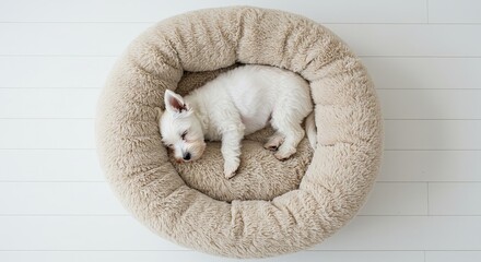 Cute Westie puppy dreaming sweetly in fluffy beige bed on white wood floor background
