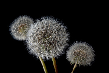 Three dandelion seed heads isolated on black background
Close-up photograph of three dandelion seed heads isolated on a black background.
