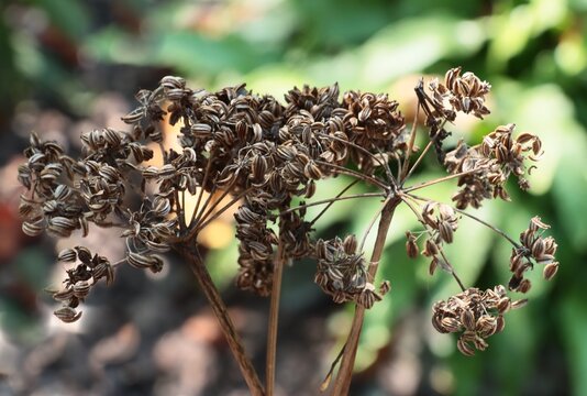 dry,brown seeds of Lovage - Levisticum officinale close up
