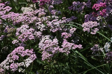 Obraz premium colorful flowers of yarrow herb in a garden